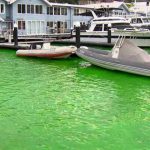 Sydney water turned green thanks to construction dye